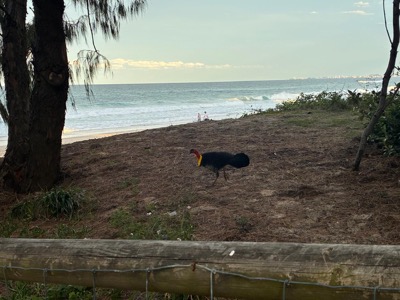 Australian brush turkey.jpg